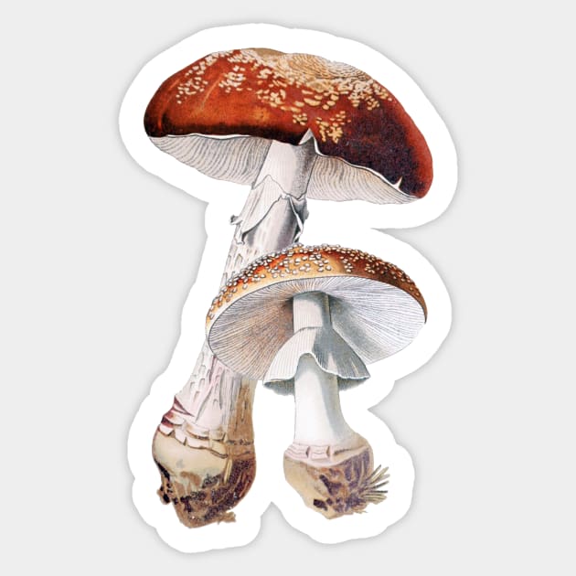 Amanita muscaria, Toadstool, Fly agaric, vintage illustration Sticker by SouthPrints